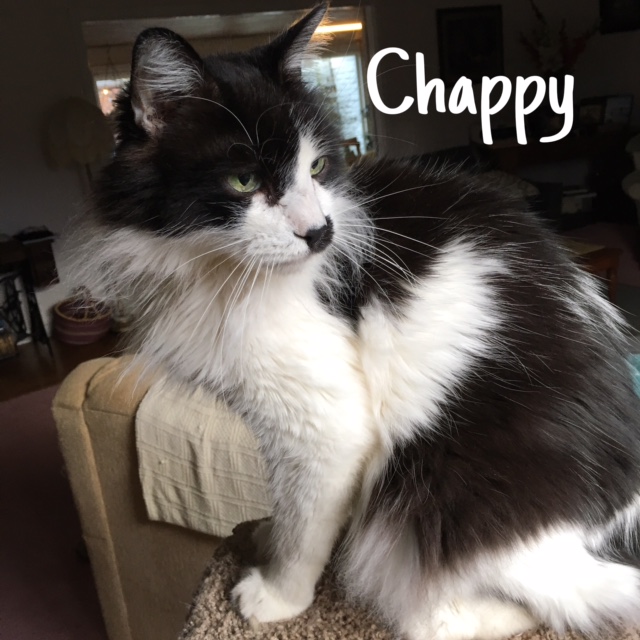 15 Chappy – Copy