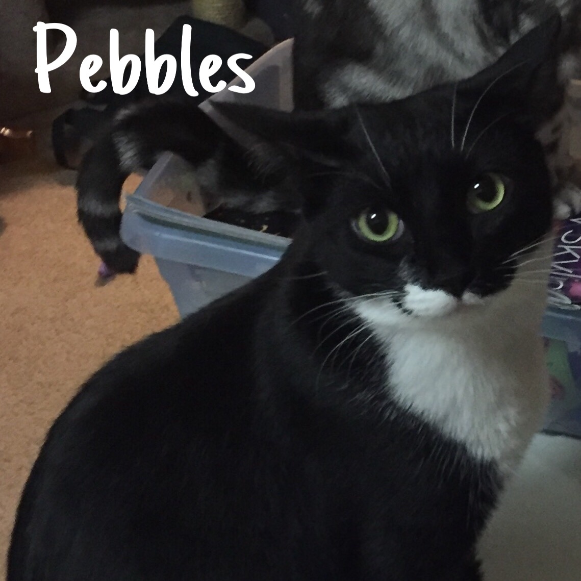16 Pebbles – Copy