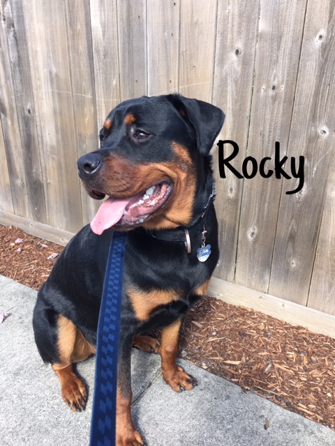 8 Rocky – Copy