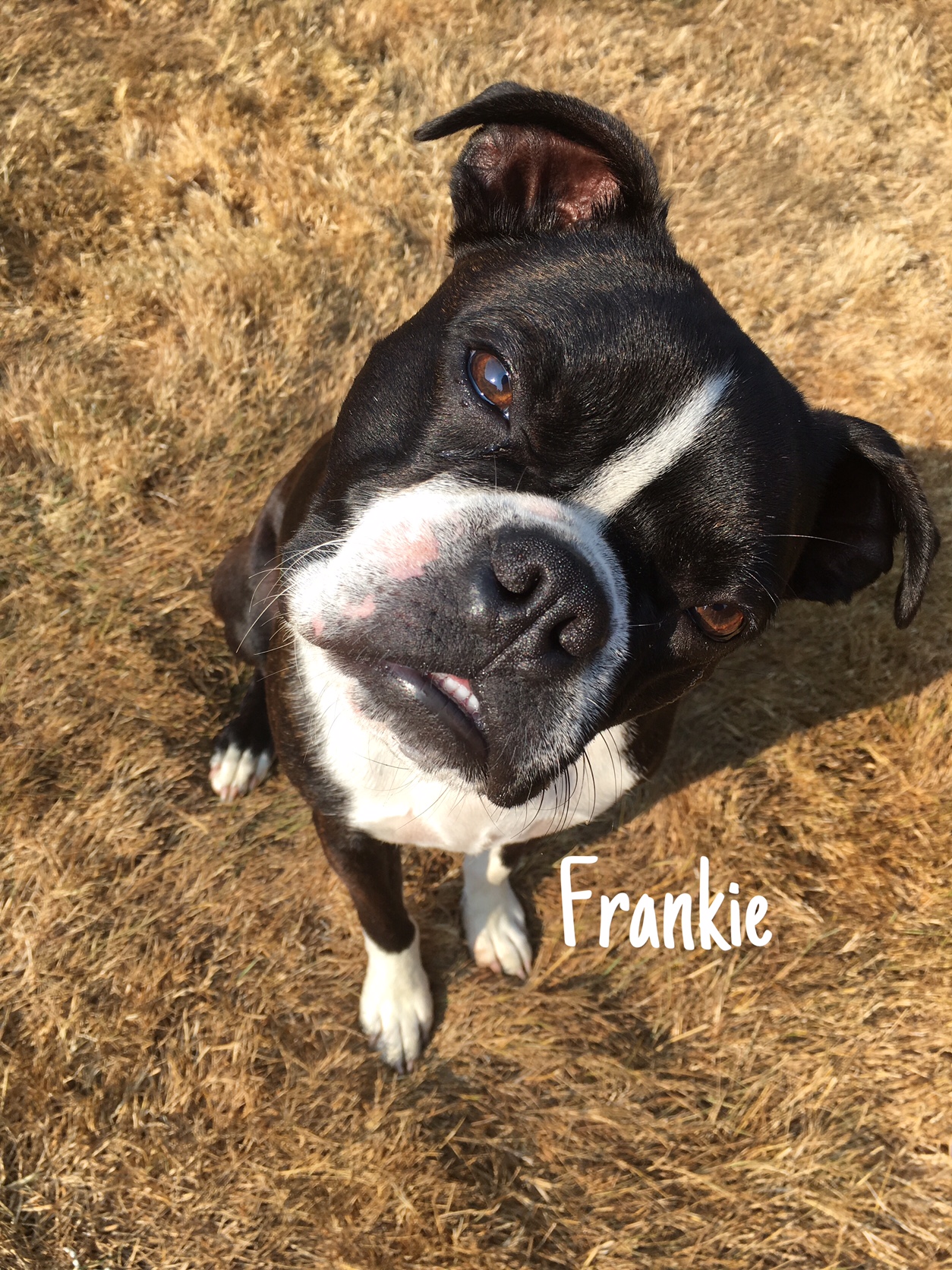 Frankie-Boston