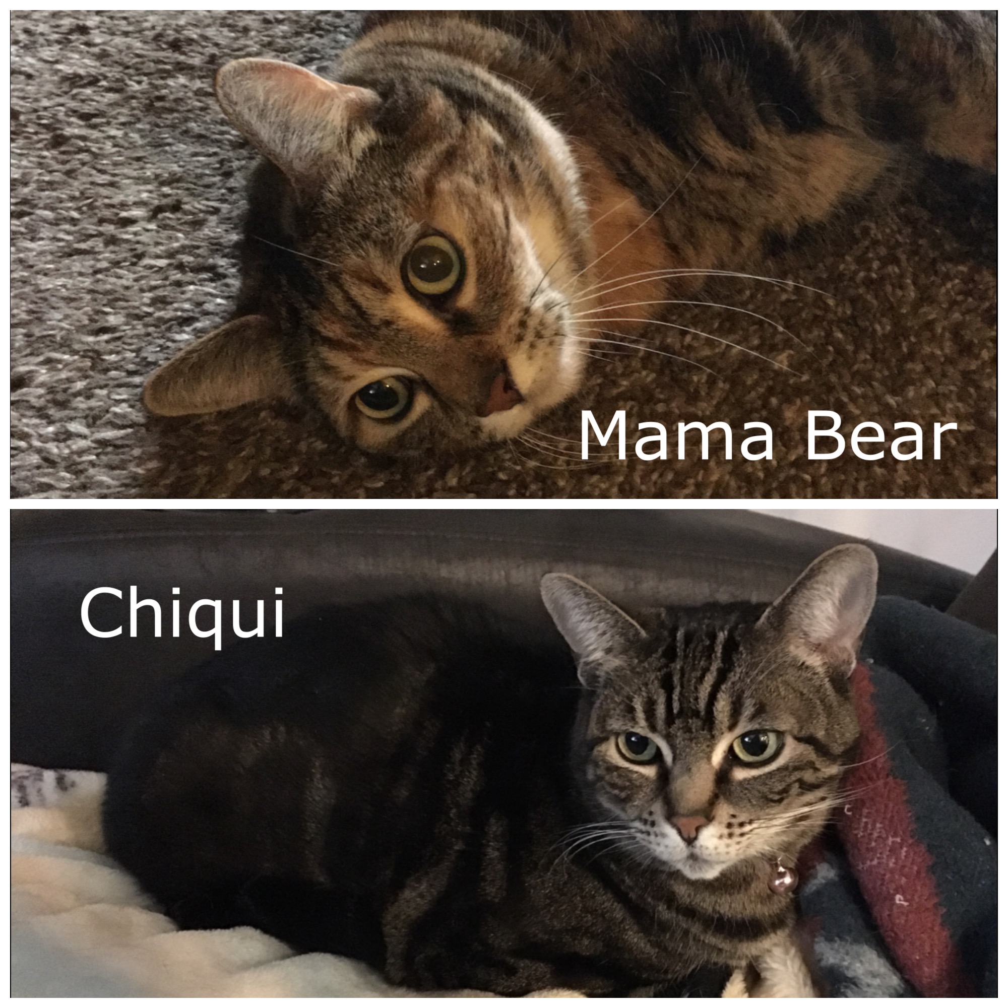 Mama Bear & Chiqui